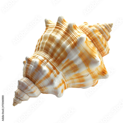 shell isolated on transparent background © Thetopzz