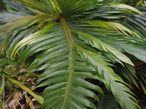 green palm tree leaf