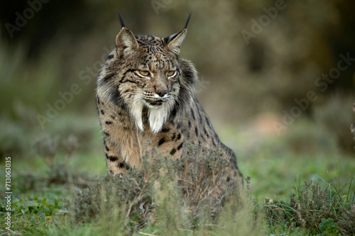 Adult male Iberian Lynx in a Mediterranean oak forest at first light on a cold winter day