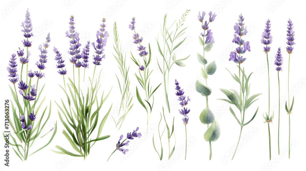 Set of collection lavender objects isolated on a transparent background, blades of grass and flowers in watercolor style