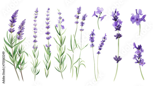 Set of collection lavender objects isolated on a transparent background  blades of grass and flowers in watercolor style