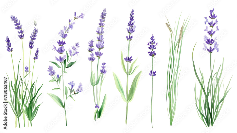 Naklejka premium Set of collection lavender objects isolated on a transparent background, blades of grass and flowers in watercolor style