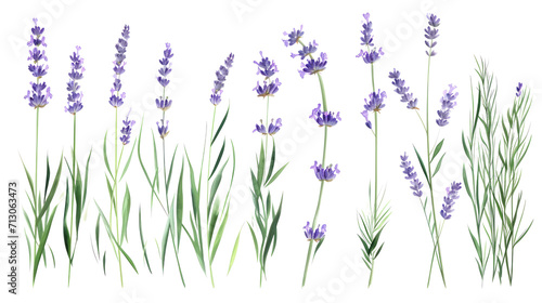 Set of collection lavender objects isolated on a transparent background, blades of grass and flowers in watercolor style © ND STOCK