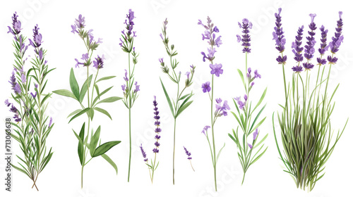 Photo Set of collection lavender objects isolated on a transparent background, blades