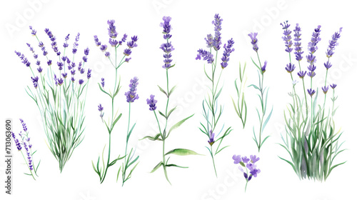 Set of collection lavender objects isolated on a transparent background  blades of grass and flowers in watercolor style