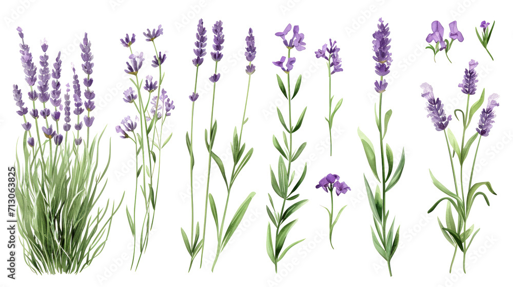 Naklejka premium Set of collection lavender objects isolated on a transparent background, blades of grass and flowers in watercolor style