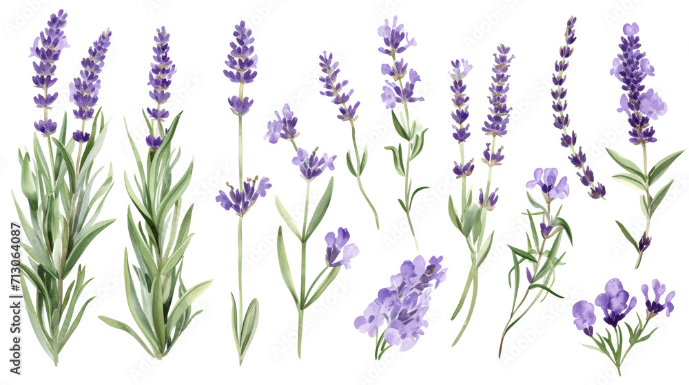 Fototapeta premium Set of collection lavender objects isolated on a transparent background, blades of grass and flowers in watercolor style