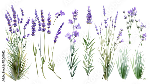 Set of collection lavender objects isolated on a transparent background  blades of grass and flowers in watercolor style