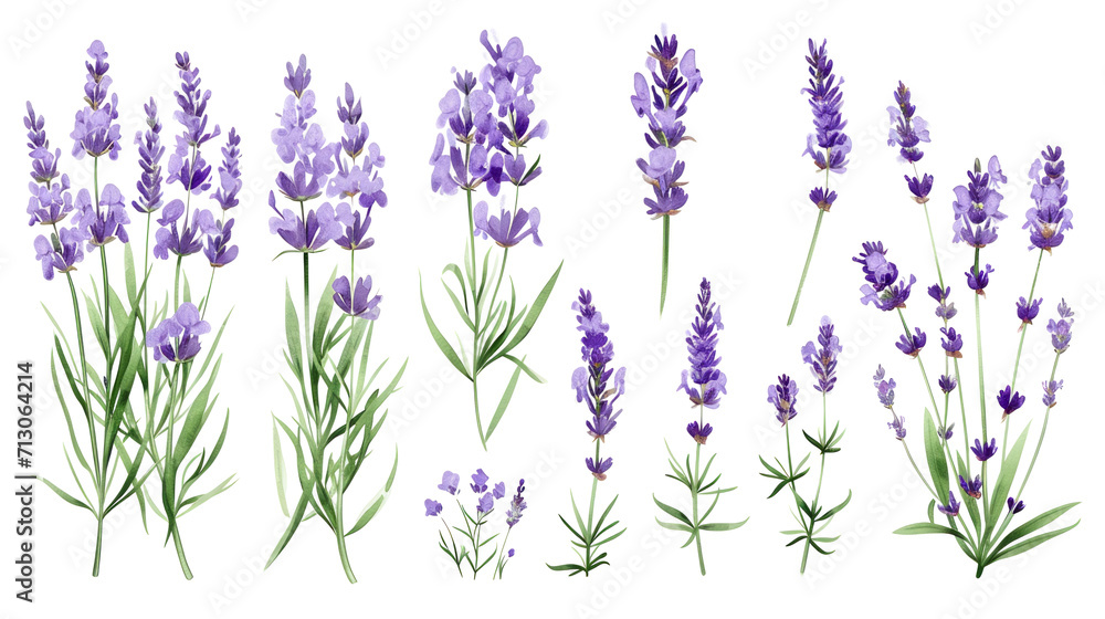 Naklejka premium Set of collection lavender objects isolated on a transparent background, blades of grass and flowers in watercolor style