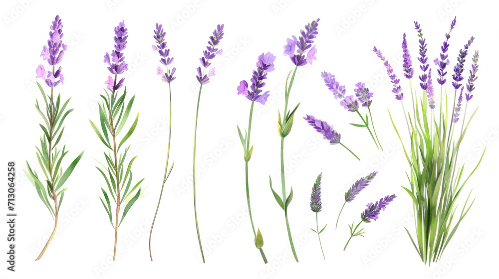 Fototapeta premium Set of collection lavender objects isolated on a transparent background, blades of grass and flowers in watercolor style