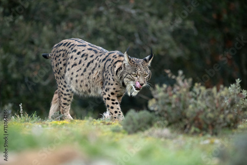 Adult female Iberian Lynx walking through her territory within a Mediterranean forest at the first lights of a cold January day © Jesus
