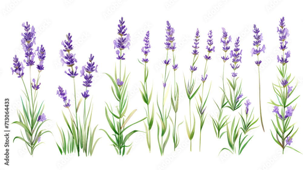 Naklejka premium Set of collection lavender objects isolated on a transparent background, blades of grass and flowers in watercolor style