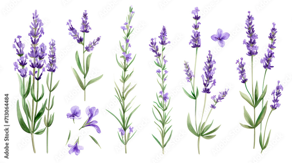 Fototapeta premium Set of collection lavender objects isolated on a transparent background, blades of grass and flowers in watercolor style