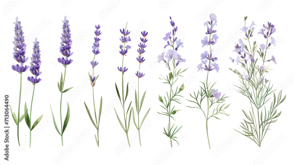 Obraz premium Set of collection lavender objects isolated on a transparent background, blades of grass and flowers in watercolor style
