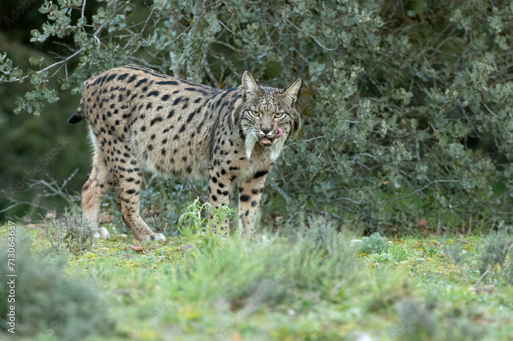 Fototapeta premium Iberian Lynx in a Mediterranean forest with the first lights of a cold winter day