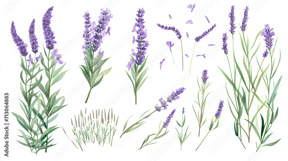 Set of collection lavender objects isolated on a transparent background, blades of grass and flowers in watercolor style Set of collection lavender objects isolated on a transparent background, blades of grass and flowers in watercolor style