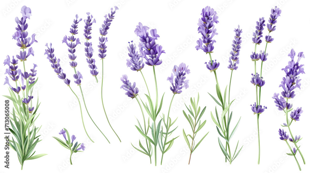 Naklejka premium Set of collection lavender objects isolated on a transparent background, blades of grass and flowers in watercolor style