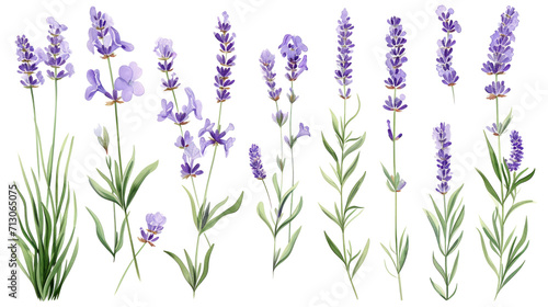 Set of collection lavender objects isolated on a transparent background, blades of grass and flowers in watercolor style