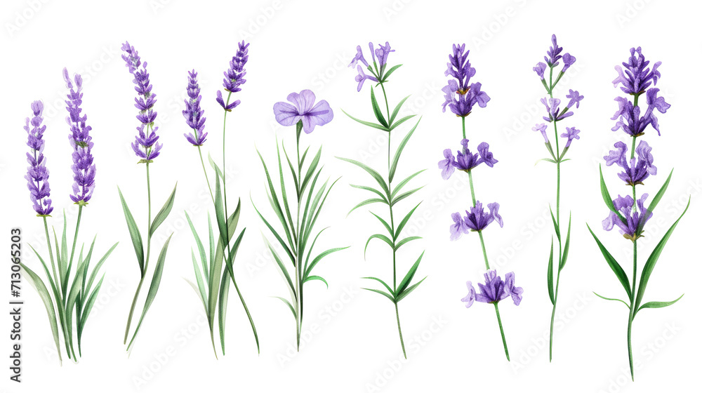 Naklejka premium Set of collection lavender objects isolated on a transparent background, blades of grass and flowers in watercolor style