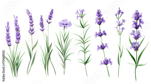 Set of collection lavender objects isolated on a transparent background  blades of grass and flowers in watercolor style