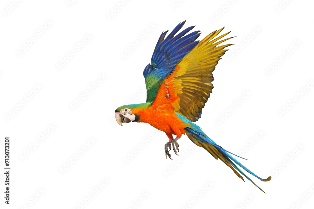 Fototapeta premium Colorful flying parrot isolated on transparent background png file