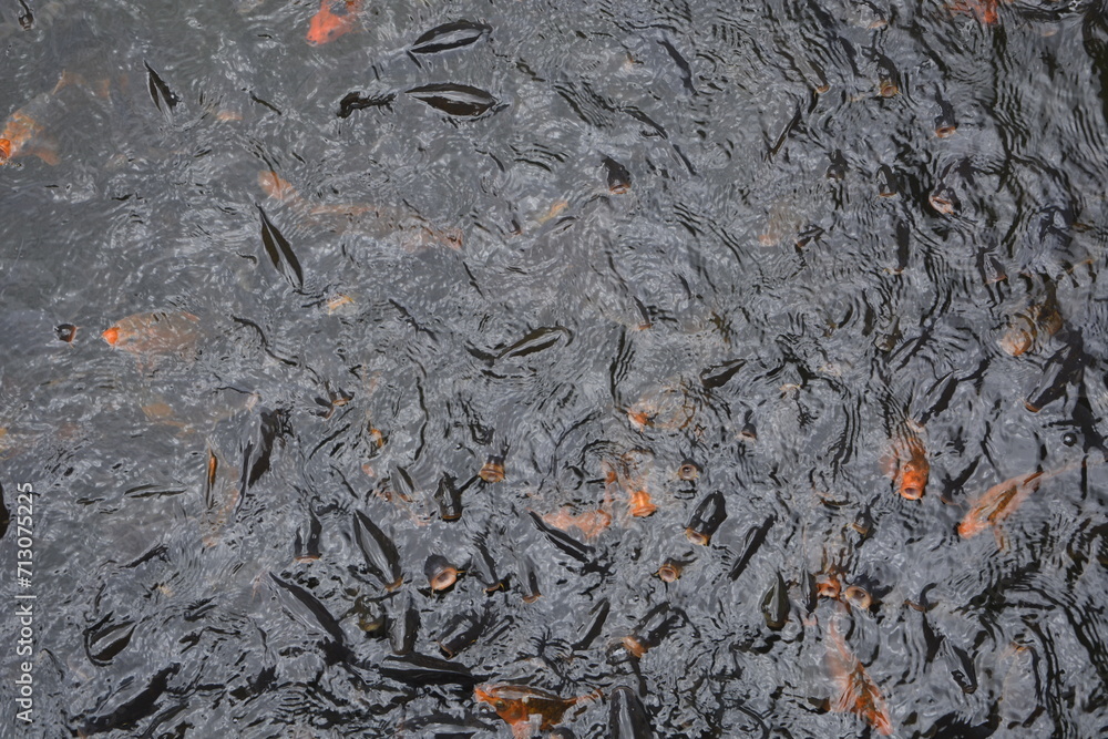 Fish in lake water Fish in lake water