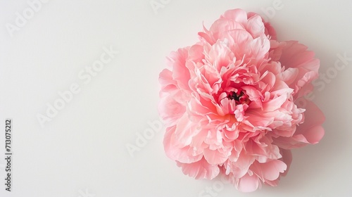 Valentine's Day postcard with one pink peony on white background