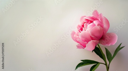 Valentine s Day postcard with one pink peony on white background