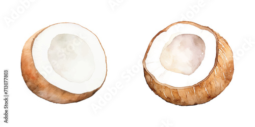 fresh coconut watercolor vector