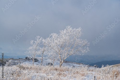 Wallpaper Mural 雪景色の高原の霧氷 Torontodigital.ca