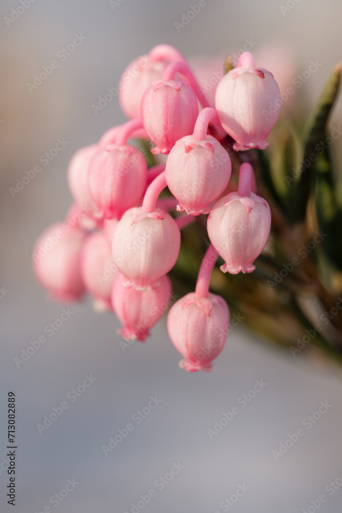 Fototapeta premium Bog rosemary in bloom