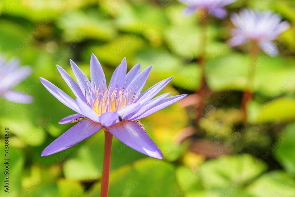 Closeup view of Nymphaea. Beautiful violet flower of water lily Closeup view of Nymphaea. Beautiful violet flower of water lily