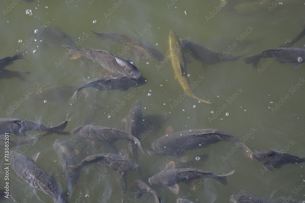 Fototapeta premium Fishes in the lake water