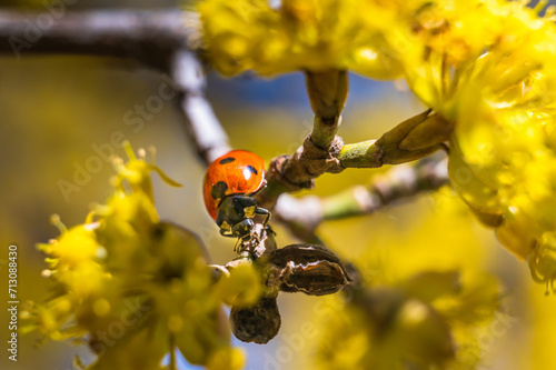 Macro shot of a ladybug, walking on a tree branch during spring with the sky and yellow flowers as the background photo