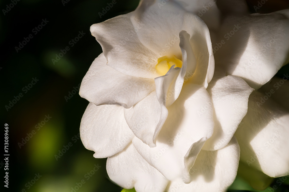 A white gardenia flower macro shot A white gardenia flower macro shot