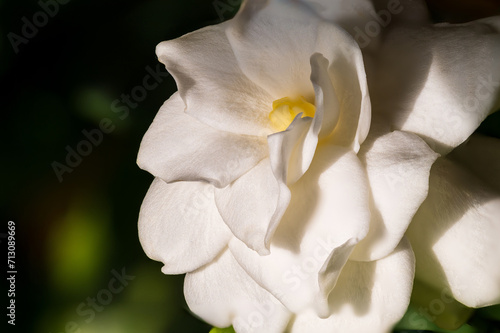 Фотография A white gardenia flower macro shot