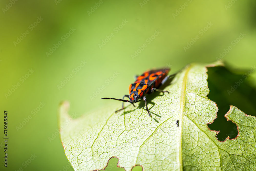 Ladybird Resting on a Small Leaf macro Ladybird Resting on a Small Leaf macro