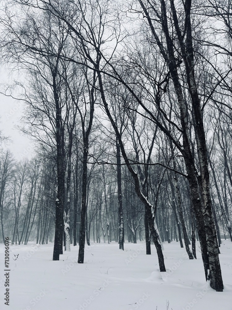 Winter landscape, trees in the snowy park, natural winter background Winter landscape, trees in the snowy park, natural winter background