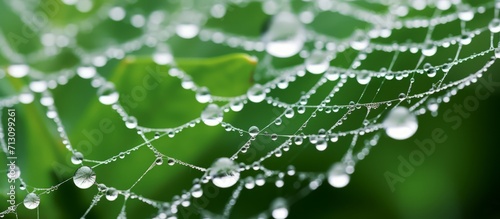 Delicate Dew Drops Adorning a Spider's Web, Morning's Masterpiece Glimmering with the Essence of Life © Bismillah