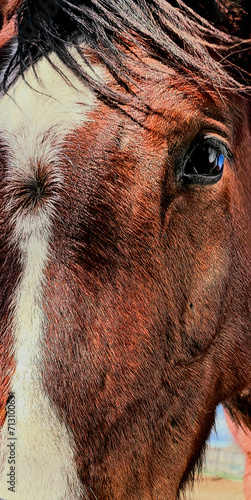 caballo que transmite emoción, con su mirada i su capa de color marrón i blanca i en su centro un remolino, i sus crines al viento photo