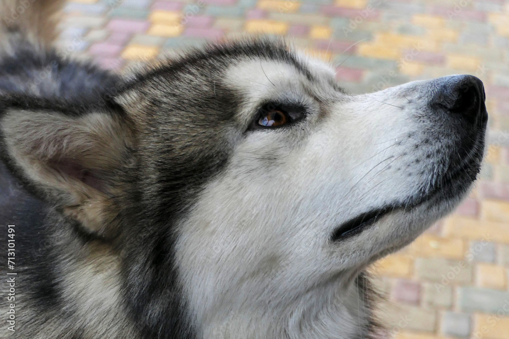 Fototapeta premium Close-up portrait of a Malamute dog.