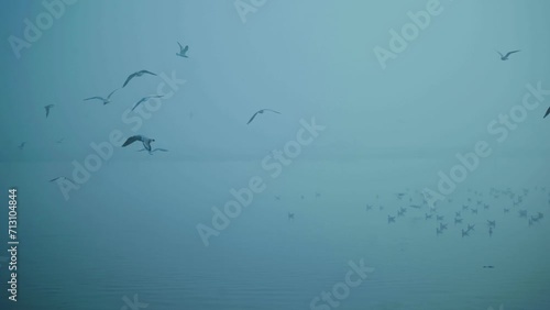 Siberian Seagulls Flying around Yamuna river in the winters of Delhi photo