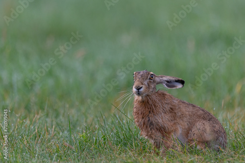 Hase im Feld photo