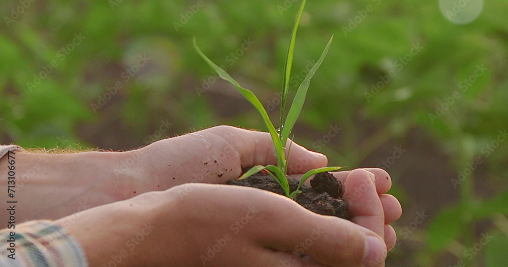 Hands holding a young seedling in the ground. Close-up. Hands holding a young seedling in the ground. Close-up.