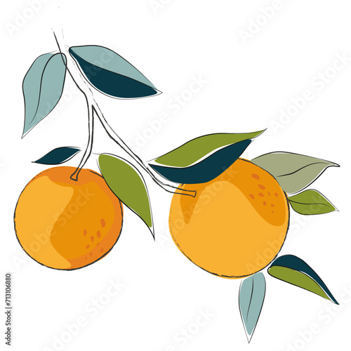 Oranges on a branch vector illustration. Orange drawing. Fruits sketch. Citrus art.