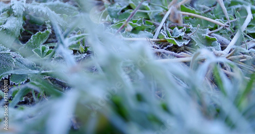 Frosts, grains of ice on plants, covered with white glowing in the sunlight ice crystals, close-up with a shallow depth of field
