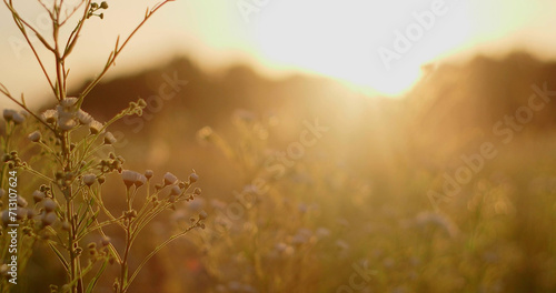 Sunset on the meadow in summer. Shallow depth of field. © stockyes