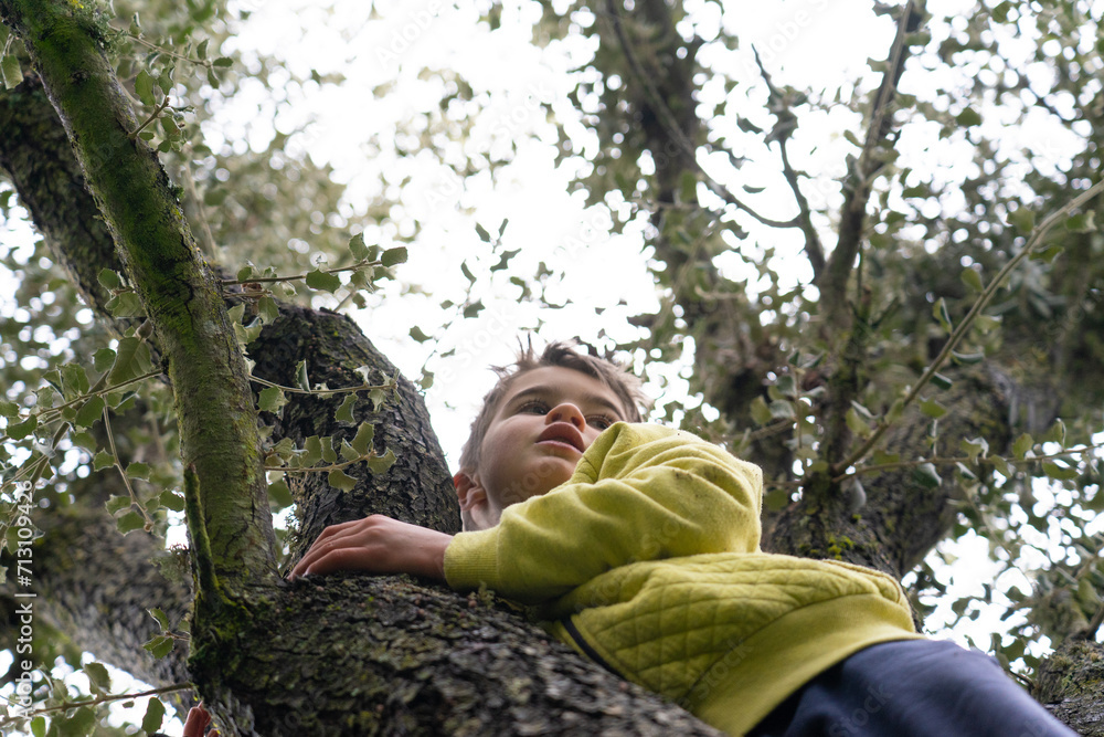 Boy climbing a tall tree looking at the views Boy climbing a tall tree looking at the views