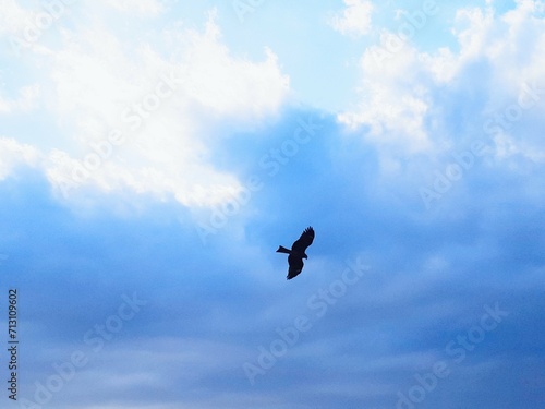 青い空を飛ぶ一羽の鳥(トンビ)