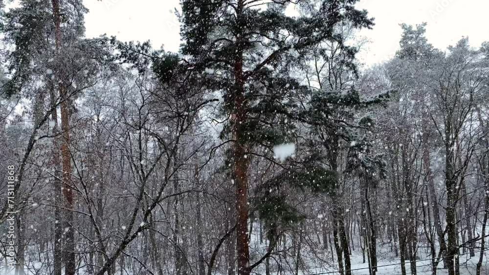 The snow falls slowly, covering the trees in the forest with white snow. Snowing. The trees are gradually covered with snow in the forest. Winter covers the earth with a white blanket of snow. 4k The snow falls slowly, covering the trees in the forest with white snow. Snowing. The trees are gradually covered with snow in the forest. Winter covers the earth with a white blanket of snow. 4k
